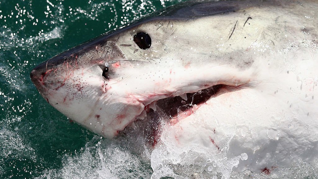 A great white shark is seen in this file photo.