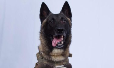 military-dog-baghdadi-raid