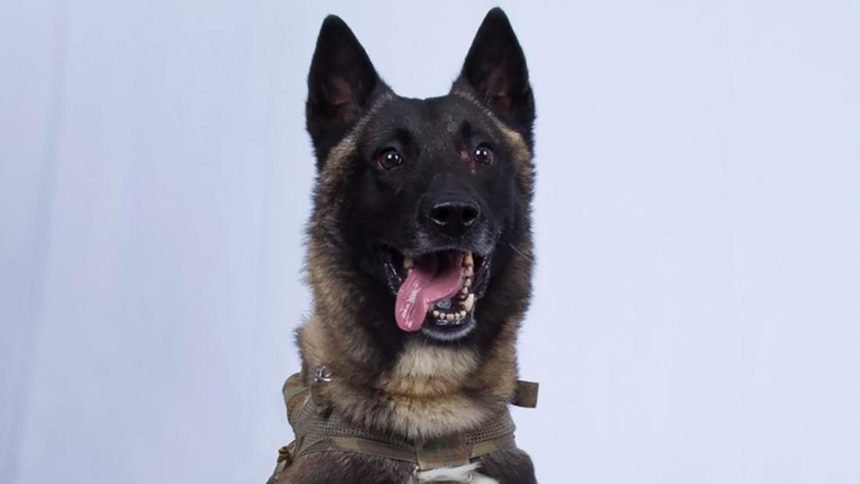 military-dog-baghdadi-raid