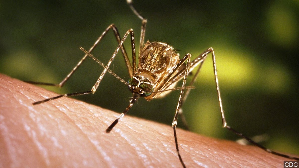 A mosquito bites a human.