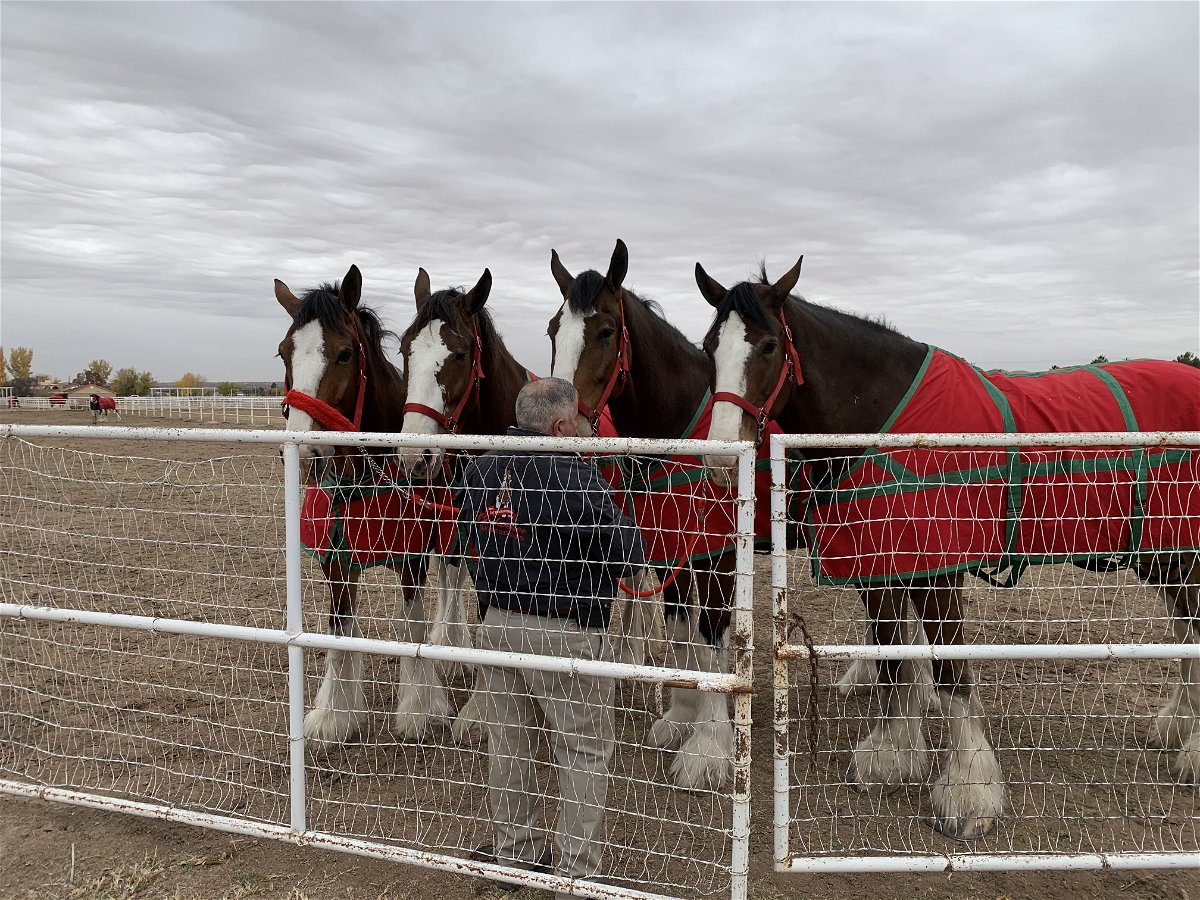 The famous Budweiser Clydesdales in a horse pen during their visit to El Paso.