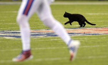 black cat Monday night football