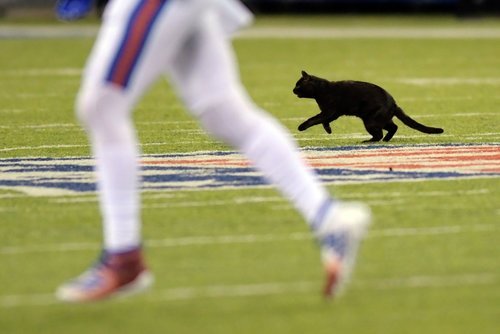 A cat runs on the field during the second quarter of an NFL football game between the New York Giants and the Dallas Cowboys, Monday, Nov. 4, 2019, in East Rutherford, N.J. 