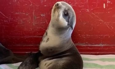 rescued baby seal