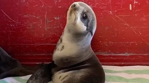 rescued baby seal