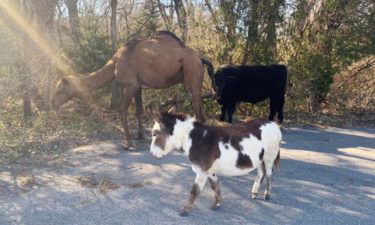 donkey-cow-camel