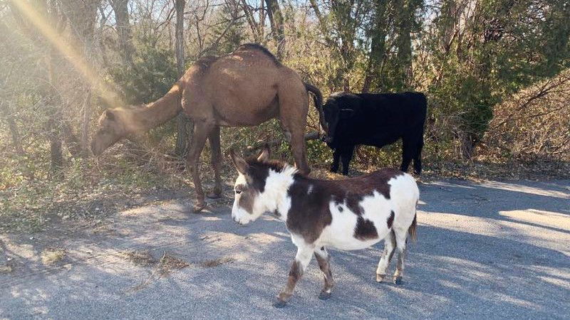 donkey-cow-camel
