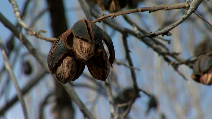 pecans farm