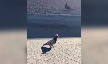 Pigeon Cowboy Hat