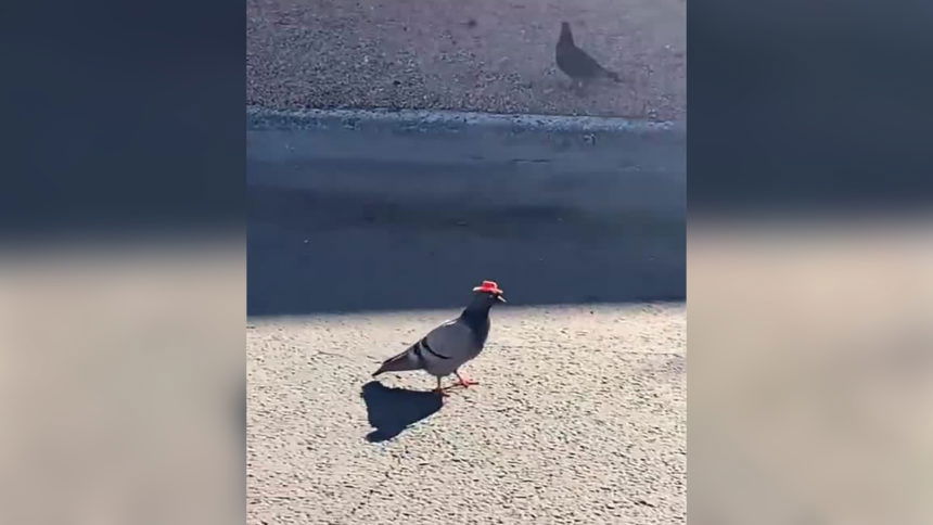 Pigeon Cowboy Hat