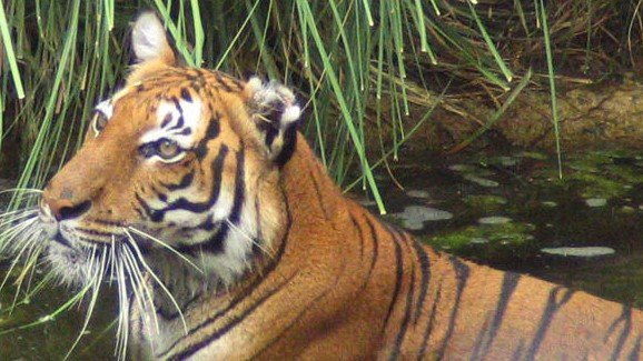 Malayan Tiger Melor