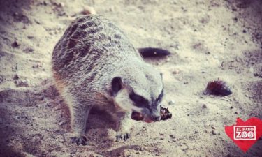 meerkat-el-paso-zoo