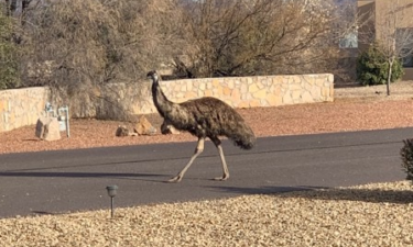 wandering-emu