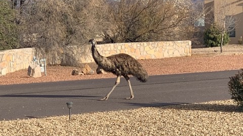 wandering-emu
