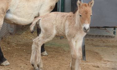 Mongolian horse