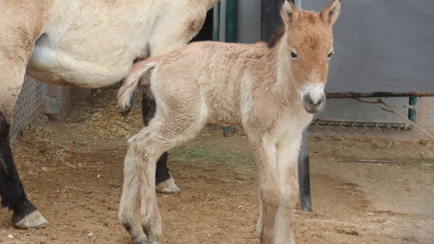 Mongolian horse