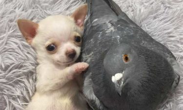 chihuahua-pigeon