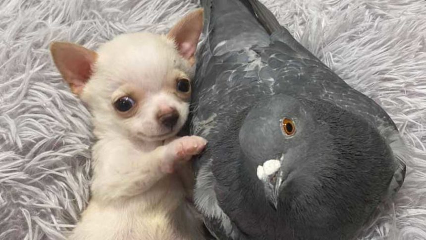 chihuahua-pigeon