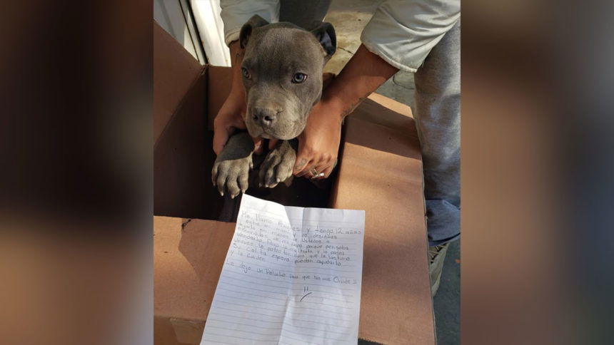Boy leaves dog at shelter to save it from abuse