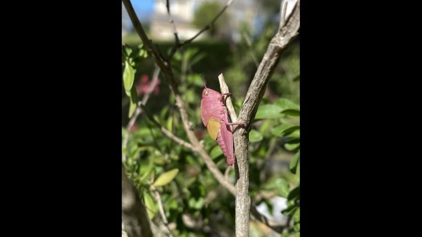 pink-grasshopper