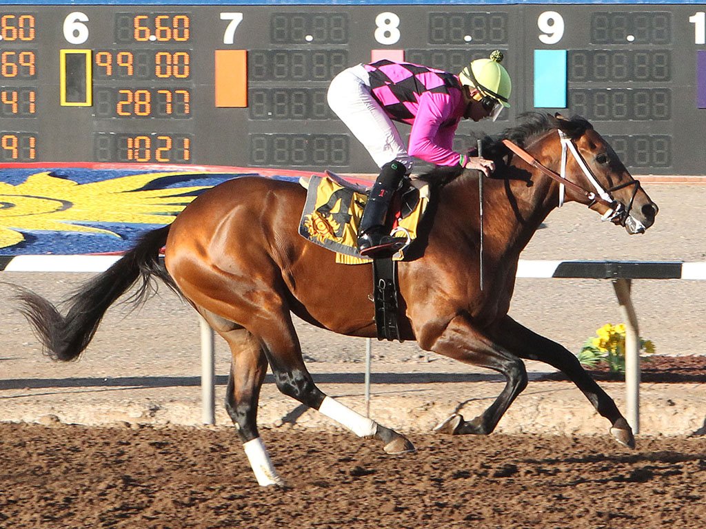 A past running of the Sunland Park Derby.