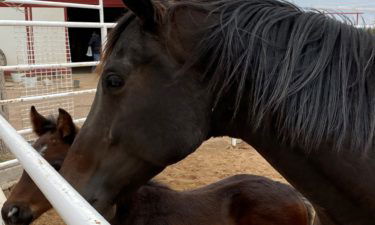 horses-on-farm