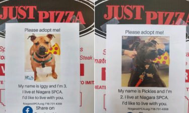 pizza box dogs