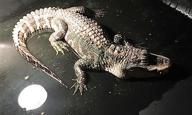 alligator in basement