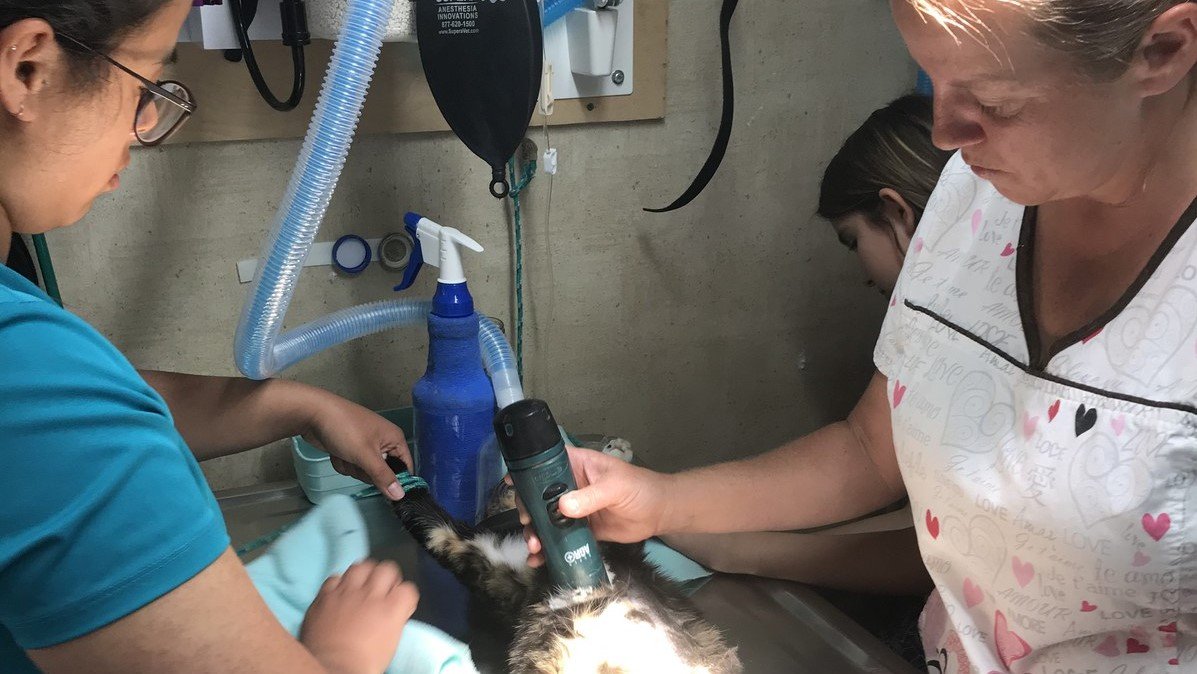 Veterinarians provide medical treatment for a cat.