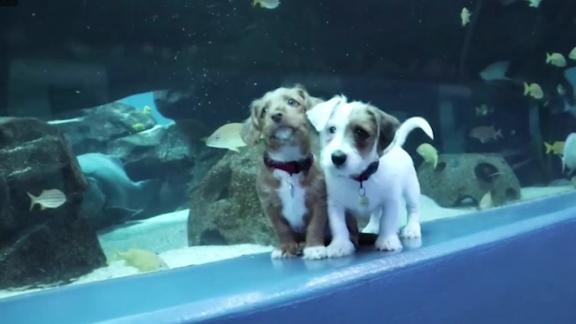 Puppies pose for a photo at a Georgia aquarium.
