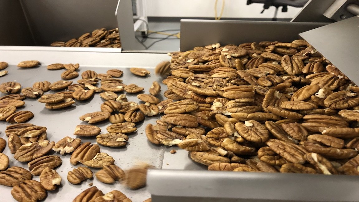 Pecans being processed at New Mexico Pecan Co. in Mesilla Park. 
