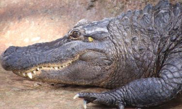 alligator-el-paso-zoo