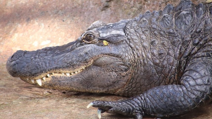 alligator-el-paso-zoo