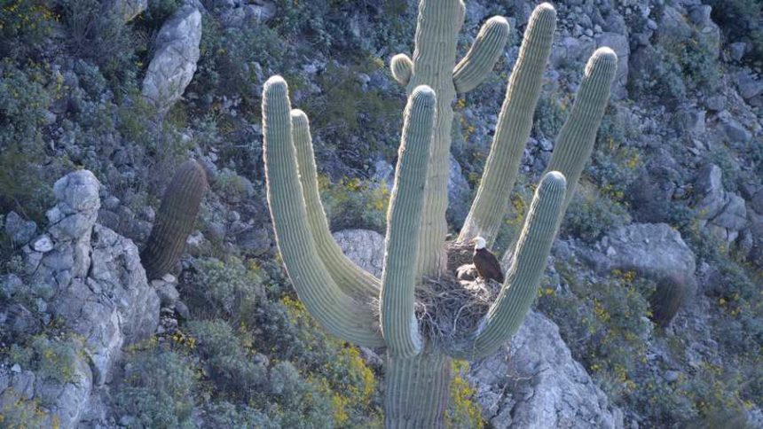 eagle-cactus