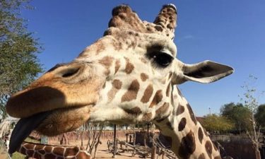 el-paso-zoo-giraffe