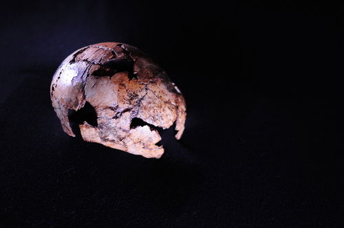 Homo naledi Walked Earth More Recently than Thought