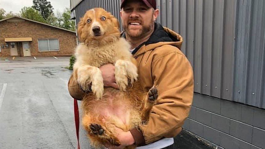 tennessee-dog-tornado