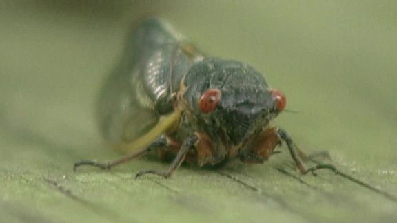 A man crashed his car after a cicada hit him in the face