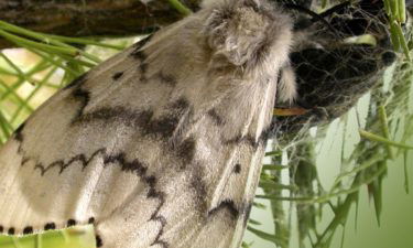 gypsy moth