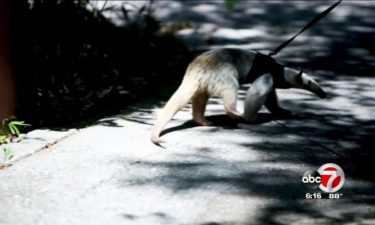 anteater