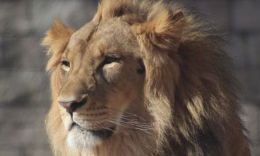 el paso zoo lion