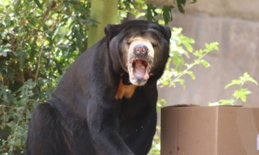 Malayan sun bear