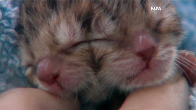 two-headed-kitten