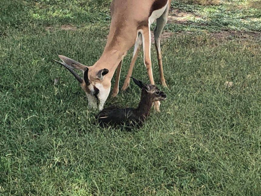 Baby Springbok 060620