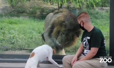 dog meets lion