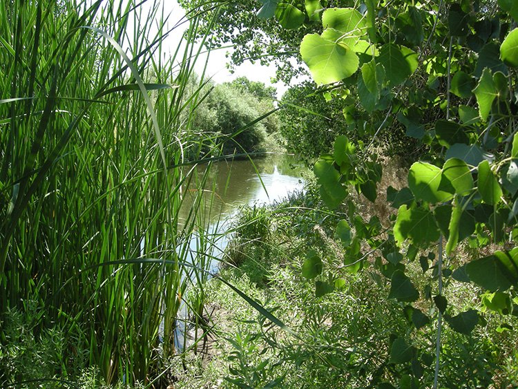 The Rio Bosque Park Wetlands.