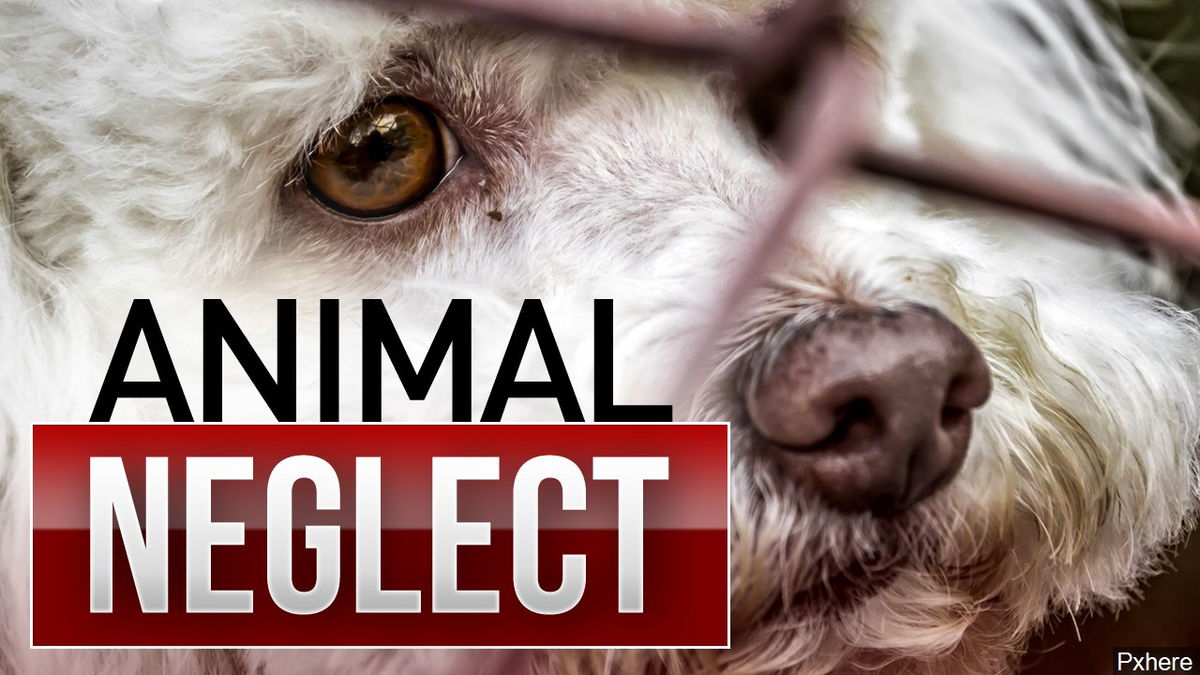 dog neglect