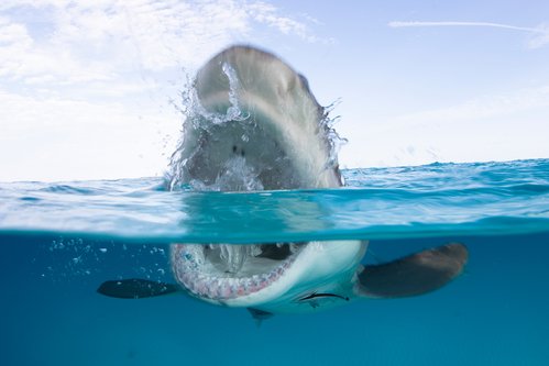 A shark is seen swimming in the ocean in this file photo.
