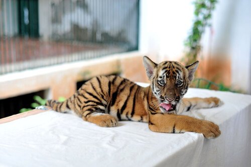 Hong Kong 'tiger' scare after feline sighting