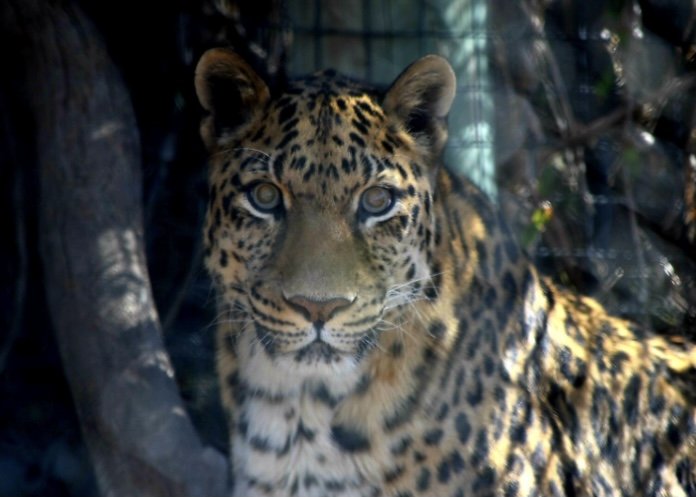 Ivan the leopard